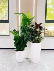 江北植物租摆方案